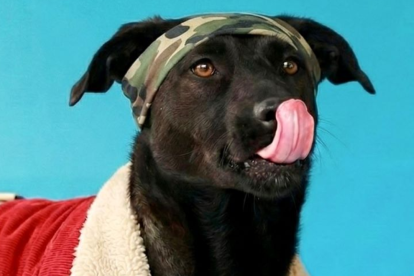 La Unidad de Bienestar Animal (UBA) impulsa esta iniciativa con ferias de adopción y atención en sus centros.