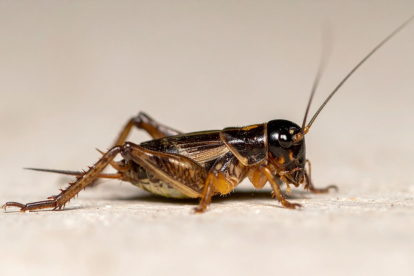 La presencia de grillos en Guayaquil genera reacciones ciudadanas y contenido viral en redes sociales.