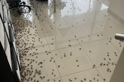 Durante los últimos días se ha visto un incremento de grillos en Guayaquil.