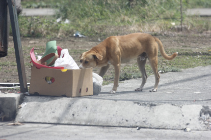 Los animales de calle están evidentemente desnutridos y deshidratados.