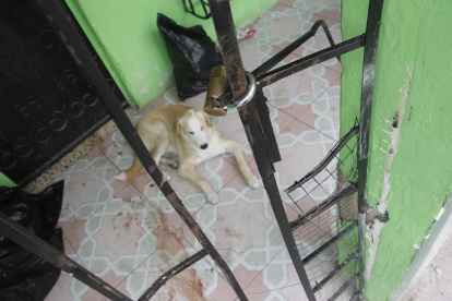 La tenencia irresponsable es otro problema en esta estadísitica.