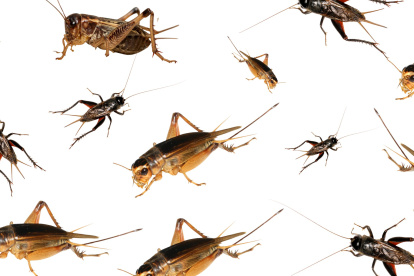 Los grillos en Guayaquil.