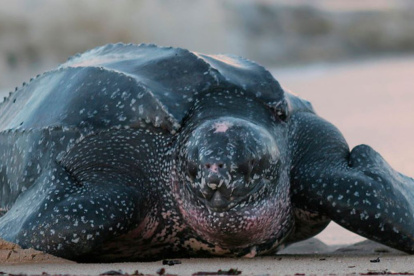 Especie. La especie tiene una población mundial reducida, estimada en alrededor de 34 000 individuos.