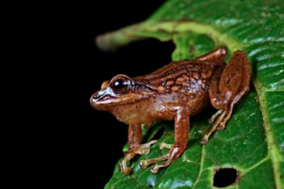 Andes. Las especies fueron halladas en los bosques de bambú.