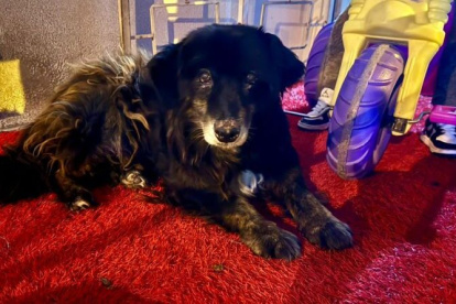 La agresión contra “Oso” quedó registrada en imágenes. El presunto responsable podría enfrentar una sanción económica de hasta $ 4.820.