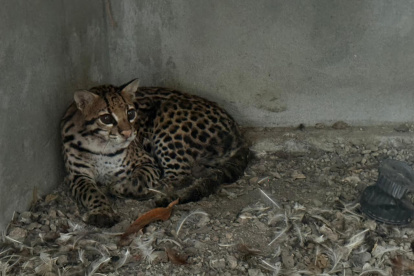 El ocelote (también llamado "tigrillo), enjaulado en una vivienda en Pascuales.