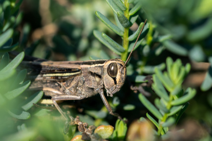 La humedad y el calor atraen a los grillos que buscan refugio