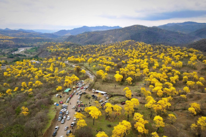 El florecimiento de los guayacanes cubre de amarillo el bosque.