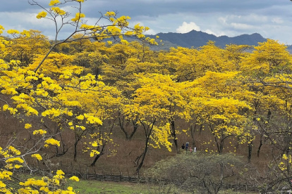 Turistas disfrutan del florecimiento de guayacanes en Zapotillo, Loja.