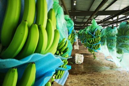 La producción de banano en Ecuador.