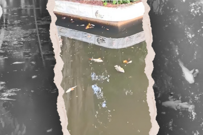 Varios peces fueron hallados muertos en la laguna de los Jardines del Malecón 2000, en el centro de Guayaquil.