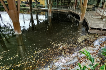 En la laguna del Malecón 2000 se evidenciaron desechos plásticos la mañana del martes 20 de enero.