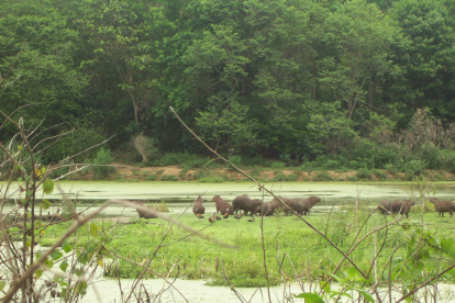 Reserva Ecológica de Guapiaçu (REGUA), Cachoeiras de Macacu, Río de Janeiro.