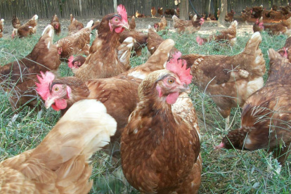 El sector avícola sacrifica 2 millones de gallinas ponedoras.