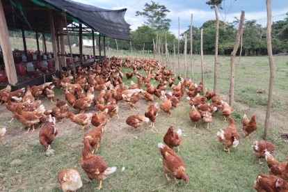 El sector avícola tomó medidas para elevar el precio de la cubeta de huevos.