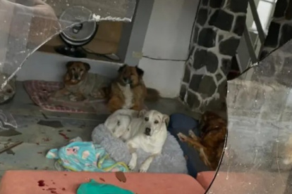 Tras el ataque vandálico, el refugio quedó con vidrios rotos y varios perros resultaron heridos; los animales fueron encontrados asustados y recibieron atención veterinaria inmediata.