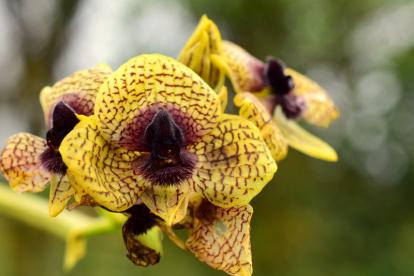 Flora. Entre los descubrimientos, hubo 5 nuevas especies de orquídeas.