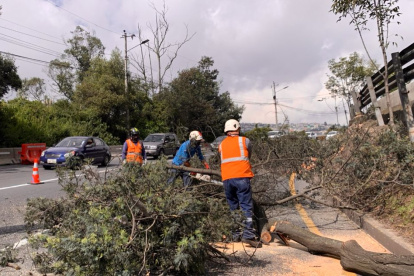 Los árboles se encuentran en mal estado y representan un riesgo para la seguridad vial, según el Municipio.