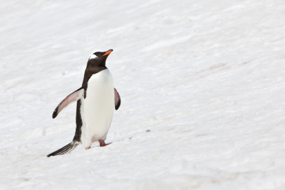 Referencial. Usuarios en redes interpretan distintas lecturas del comportamiento del pingüino en el clip viral.