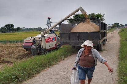 Arroceros del Recinto Los Quemados, en el cantón Daule, recolectan la graminea.