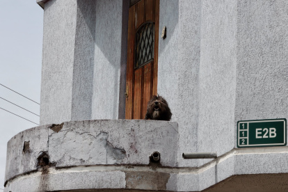 Lupo fue rescatado por la Unidad de Bienestar Animal tras vivir confinado en un balcón sin protección climática en el sur de Quito.