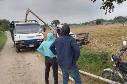 Durante el mes de veto terrestre, el arroz ecuatoriano podrá continuar ingresando por puertos y aeropuertos colombianos, aunque con mayores costos logísticos.