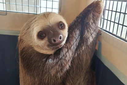 Oso perezoso rescatado por la Policía Nacional