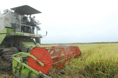 Salidas para el sector arrocero de Ecuador: buscando nuevos mercados internacionales.