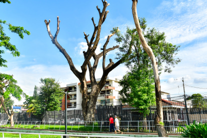 EL PARQUE CLEMENTE YEROVI REQUIERE TRABAJOS DE MANTENIMIENTO ||
FELENCIAS EN PARQUE DE LA KENNEDDY PERIODISTA: CARLOS PINO FECHA: 11-03-2025 FOTOGRAFO: FRANCISCO FLORES AG-EXTERNOS