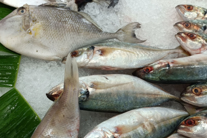 Un estudio interinstitucional identificó por primera vez en Ecuador la presencia del parásito Contracaecum overstreeti en la carne de la lisa