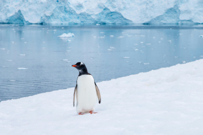 Referencial. La imagen del pingüino solitario despierta interpretaciones emocionales en redes, desde la empatía hasta la metáfora existencial.
