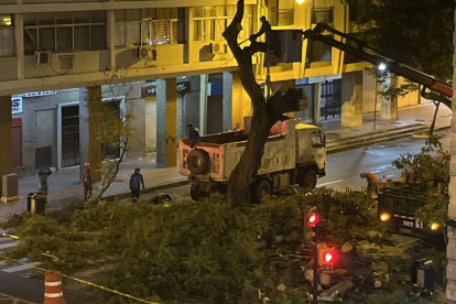 Poda del árbol en la calle Sucre