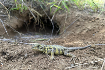 Animal. La iguana rosada es una especie exclusiva de la isla Isabela.