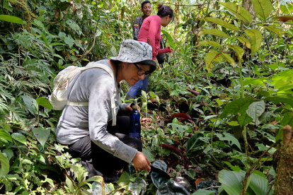 Medicinal. Plantas medicinales cultivadas en una chakra.