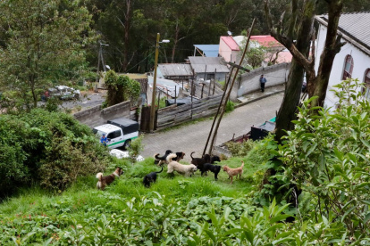 Los perros vivían en condición de abandono y en comportamiento de manada.
