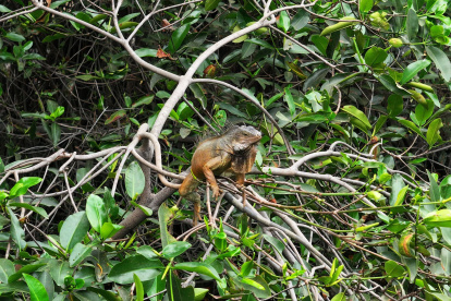 La Universidad Ecotec lidera un modelo de bioremediación replicable que busca sanear todos los ramales del estero.