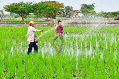 Trabajadores en sus labores en un cultivo de arroz en la provincia del Guayas.