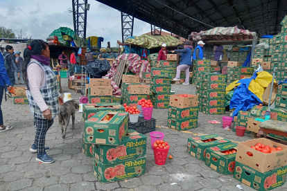 Producto. Comerciantes del Mercado Mayorista de Ambato organizan cajas de tomate riñón para su distribución.