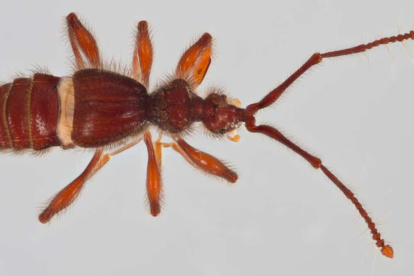 Especies. Los insectos fueron descubiertos en la Amazonía y en Pichincha.