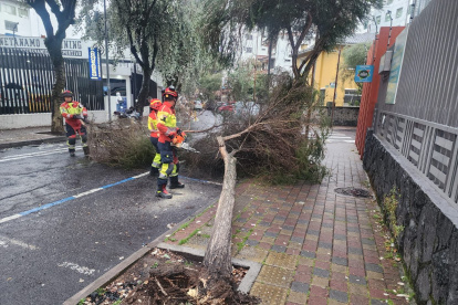 Caída de árboles y deslizamientos marcaron las lluvias históricas en Quito el 22 de enero de 2026, registradas por el COE-M.
