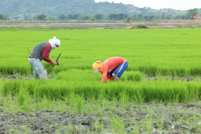 Agricultores trabajando en un cultivo de arroz.