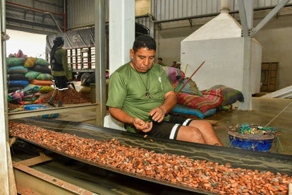 El cacao alcanzó su precio récord en el mercado internacional a finales de 2024.