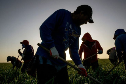 Visa de trabajo para EE.UU.: Requisitos para ecuatorianos en labores agrícolas