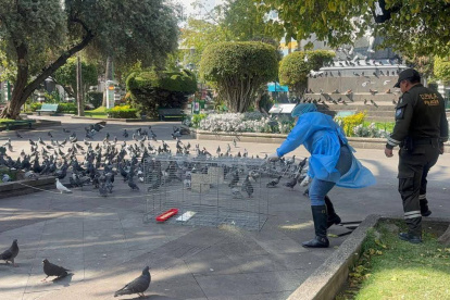 Más de 100 palomas fueron reubicadas de los parques céntricos de Ambato a zonas rurales.