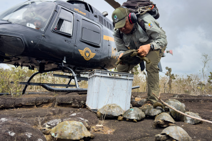 Personal técnico reintroduce a los ejemplares en la isla Isabela.