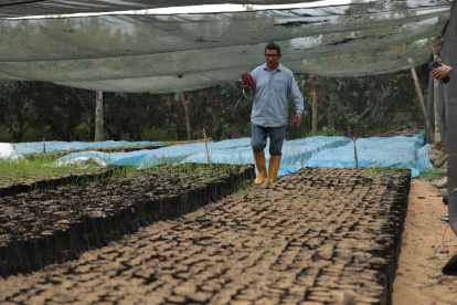 En enero de este año, la cosecha de cacao cayó hasta un 40 %, por mal clima.