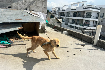 En muchos hogares, perros permanecen encadenados en espacios reducidos; es una infracción muy grave, sancionada con diez salarios básicos.