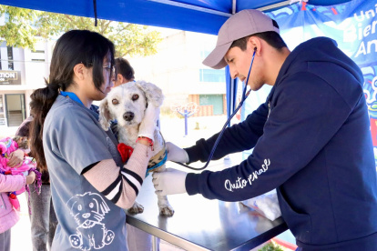 Promotores de bienestar animal recorren barrios de Quito para esterilizar y educar.