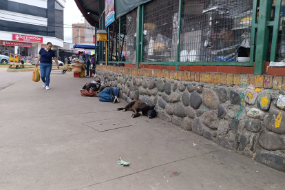 En Cuenca se alista nueva legislación para regular el cuidado y esterilización de las mascotas.