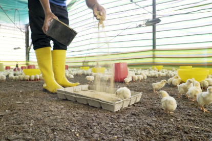 Desde la avicultura se generan más de 300000 empleos; representan como sector el 4%del PIB nacional y el 24% del PIB agrícola